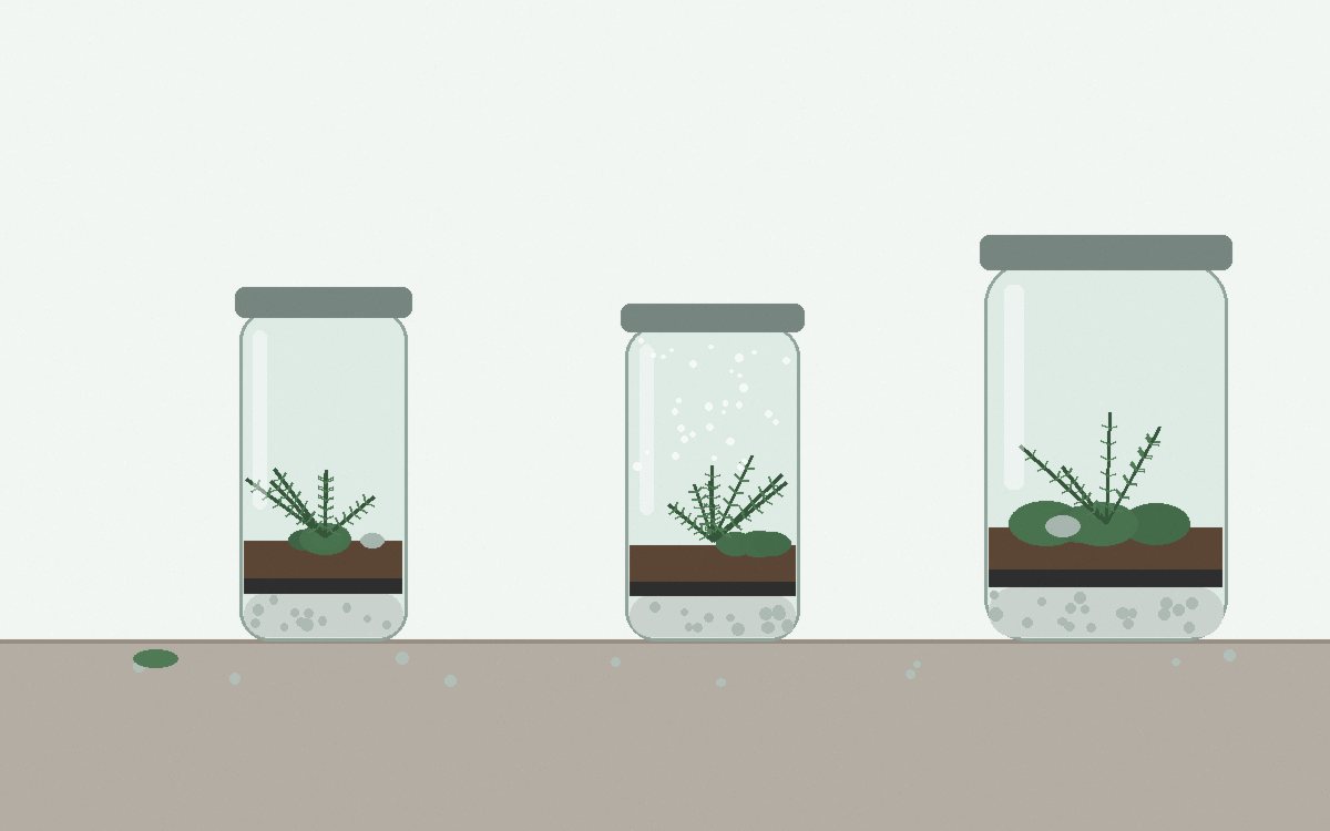 An open glass bowl with small succulents and stones next to a sealed jar of moss and ferns