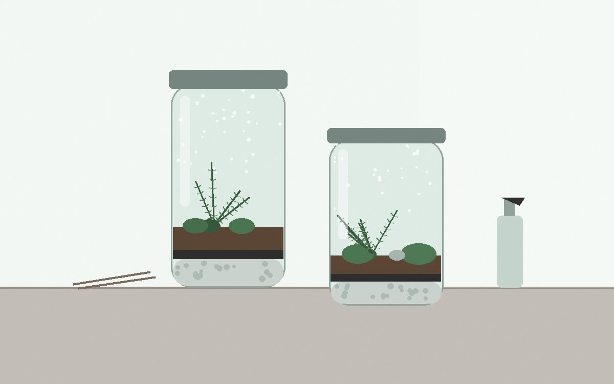 A cushion moss, a sheet moss, a small button fern and a nerve plant in tiny pots on a tray