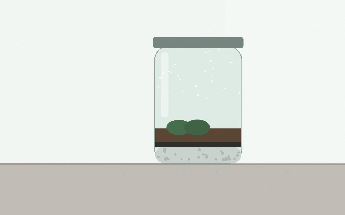 A freshly planted jar with clean glass and the lid resting beside it on the counter